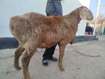 купить овчарку в бишкеке: Продаю | Баран (самец) | Арашан | Для разведения — 2