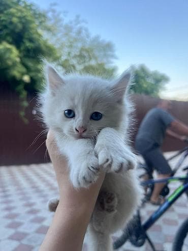 животные на продажу: Котята домашние, коротко-/полудлинношерстные, светлых оттенков — 1