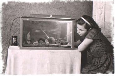 водоросли для аквариума купить: Приму в дар: аквариум (можно с небольшой трещиной), экзотических — 3