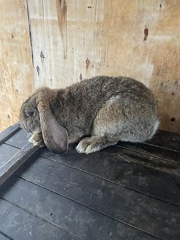 ак коён: Сатам | Эркек коен | Француз кочкору, Күрөң коен | Көбөйтүү үчүн | Асыл тукумдуу — 3