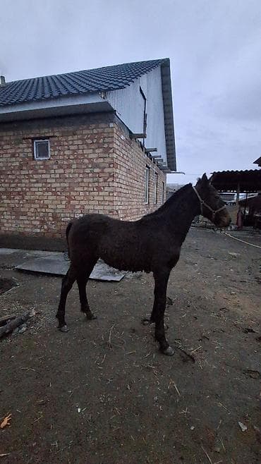 объявления о животных: Продаю | Жеребенок | Полукровка | Для разведения — 2