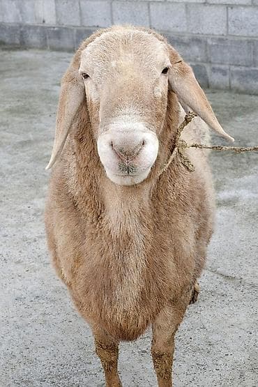 Другие животные: Продаю | Овца (самка) | Полукровка | Для разведения | Матка — 1