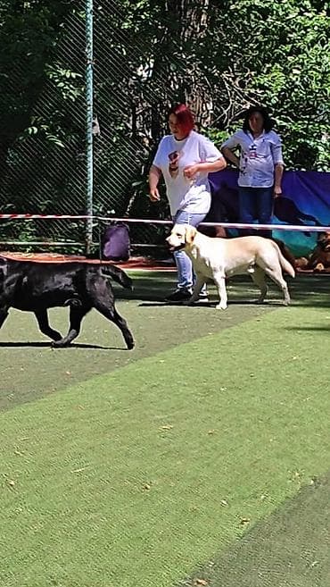 Грызуны: Вязка: Лабрадор-ретривер, Самец, 2 года, С прививкой, С родословной — 3