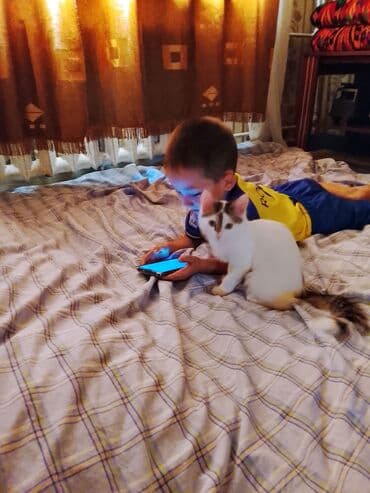 кот шотландский вислоухий цена: 3 месяца, Девочка, Белый, Приучена к лотку — 2