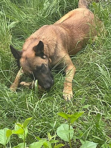 Бельгийская овчарка, 8 месяцев, Самка