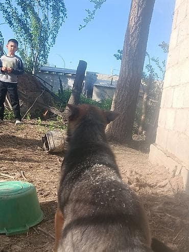 Собака средних размеров, короткошёрстная, окраса чёрно‑рыжего типа