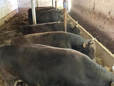 уй музо: Продаю | Бык (самец) | На откорм — 3