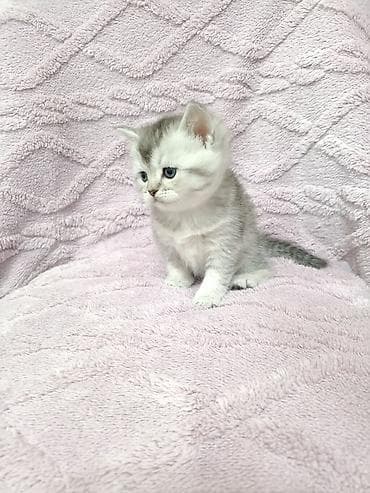 маленькие кошки: Скотиш Фолд (Шотландская вислоухая), 1 месяц, Девочка — 7