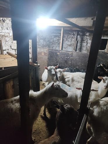 индоутка цыплята: Продаю | Козлёнок | Полукровка | Для разведения | Племенные — 7