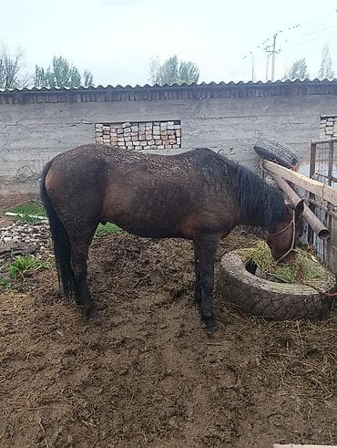 собаки тайган: Сатам | Жылкы (эркек) | Жумушка — 1