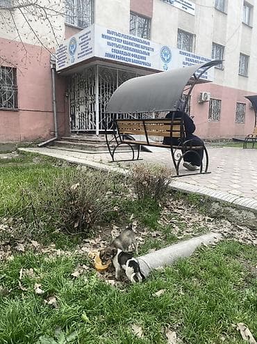 защита от собак: Уличные щенята хотят в добрые руки. Район токтогула молодая гвардия — 5