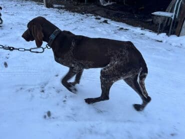 продать собаку: Курцхаар, 11 месяцев, Самец — 1