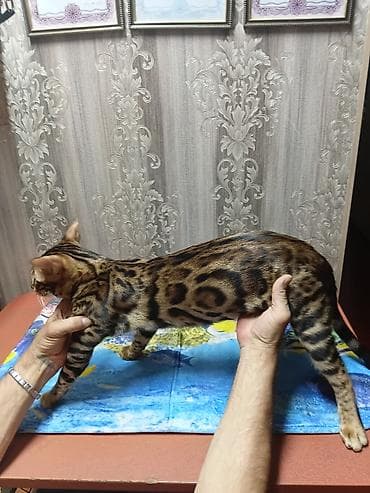Бенгальская, 4 месяца, Мальчик, Золотая шиншилла