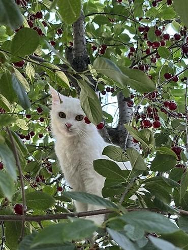 ош кошка: Ангорская, 1 год, Девочка, Белый — 1