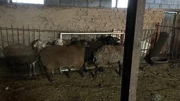 овцы токмак: Продаю | Овца (самка), Баран (самец) | Для разведения — 1