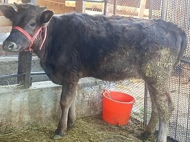 породистые телята: Продаю | Музоо, торпок | На откорм — 9
