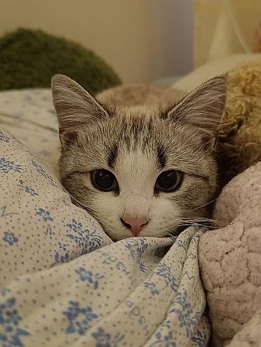 экзотическая короткошёрстная кошка: Девочка, Приучена к лотку — 1