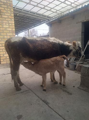 купить телят: Продаю | Корова (самка) | Полукровка | Для разведения | Привязанные — 3