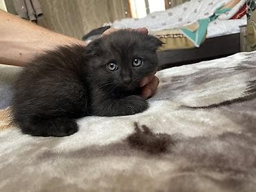 котята фолд: Добрый день всем) отдам милых котят в добрые руки. Все здоровы — 3