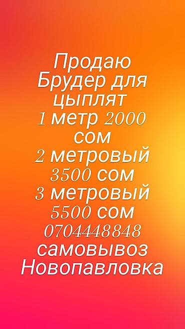 бройдер: Брудер для цыплят. Варианты размеров и цены (сом): - 1 метр — 2000 - — 1