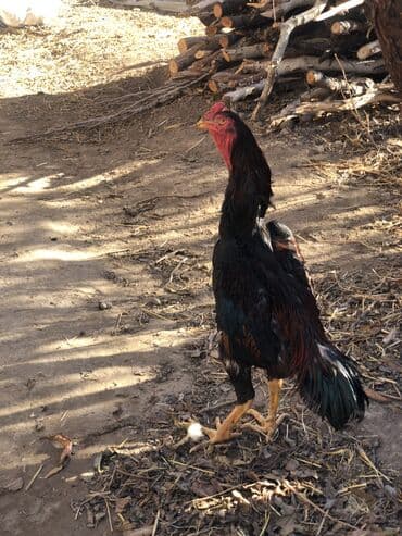 купить змею в бишкеке: Продаю | Петух, Куры | Дакан | Для боев, На забой — 6
