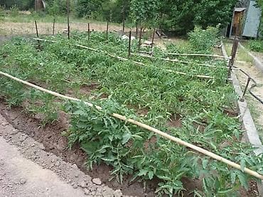 продаю с: Продаётся дачный участок/садовый надел с насаждениями. Основные — 6