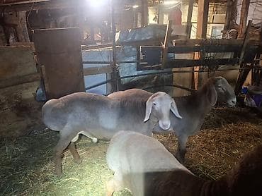 canada goose: Продаю | Овца (самка) | Для разведения | Матка — 6