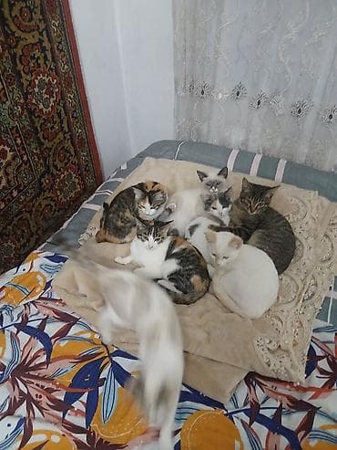 мамалак форма: Отдам котят в хорошие руки 4 по 1,5 месаца и 4 по 2,5 месаца. Только в — 9