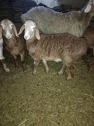 рыба маринка: Продаю | Овца (самка) | Арашан | Для разведения | Матка — 2