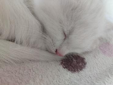 белые коты: 3 месяца, Мальчик, Белый, Приучена к лотку, Проглистована — 3