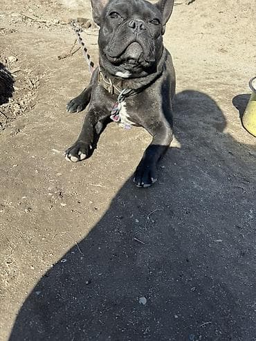 Ветеринар кызматы: Бульдог, 9 айлык, Эркек — 3