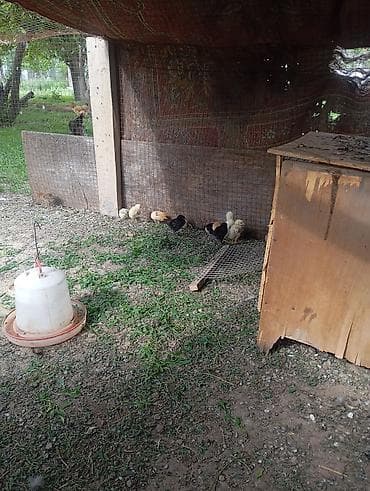 Продам с/х животных: Домашняя птица для подворья - Утки: на выгуле видно — 6