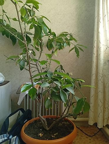 Цитрус в кадке (домашнее дерево) - Большое комнатное цитрусовое
