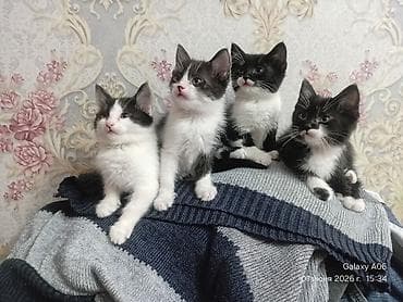 Отдам даром кошку: Отдам даром симпатичных котят. В любящие руки. Кушают всё . Приучены — 4