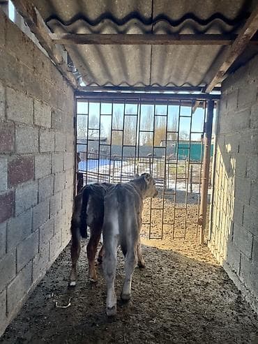 теляти: Продаю | Музоо, торпок | Полукровка | Для разведения | Искусственник — 8