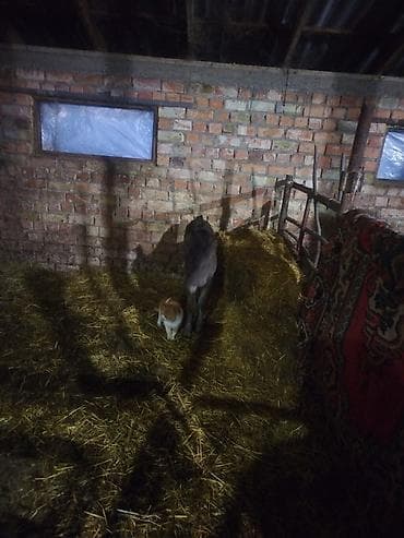 ат тырмо: Продаю | Музоо, торпок | На откорм — 3