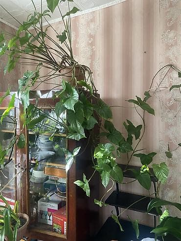купить молочай миля: Комнатные растения в горшках — крупные взрослые экземпляры: 1) — 4