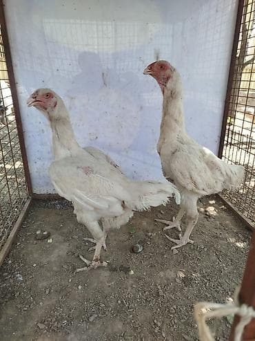 корова беловодский: Продаю | Куры — 6