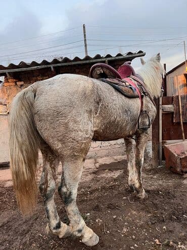 продам бу оборудование для птицефабрики: Продаю | Жеребец | Рабочий — 4