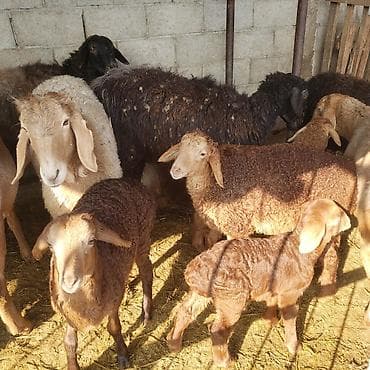 Индюки: Продаю | Овца (самка) | Для разведения | Матка — 5