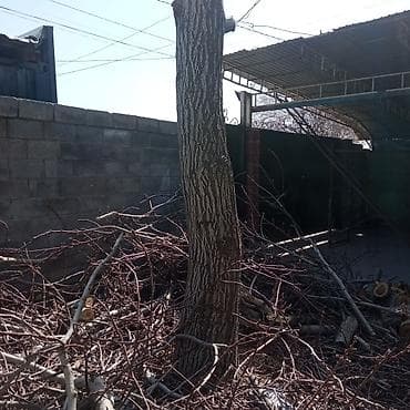 дрова фруктовые: Дрова Орех — 3