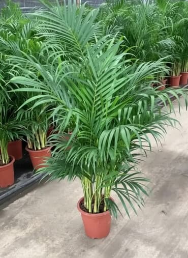 Пальмы Фикусы драцены и т.д оптом и в розницу в наличии и на lalafo.kg да Пальмы Фикусы драцены и т.д оптом и в розницу в наличии и на