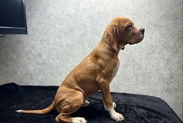 тайган собаки: Чистокровные Щенки Английского пойнтера !возраст4Месяца, Привитые — 2