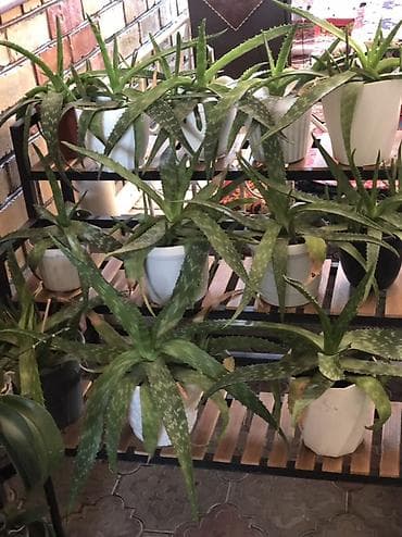 green leaf: Комнатные и садовые растения в горшках - Ампельные растения в — 8