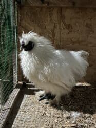 попугай неразлучник цена: Продаётся шелковая курица (Silkie). Возраст: 9 месяцев Здорова — 4