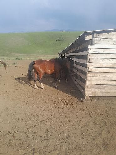 Үй жаныбарлары: Сатам | Бээ (ургаачы) — 1