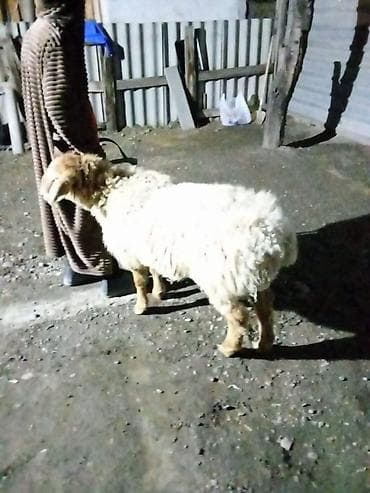 гисарский баран: Продаю | Овца (самка) | Для разведения — 2