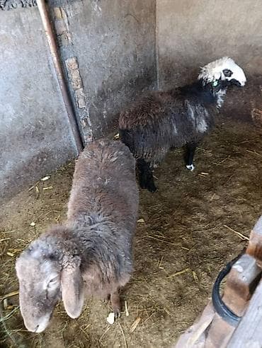 Продам с/х животных: Продаю | Овца (самка) | Для разведения | Матка — 2