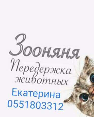 животные для дома: Пеpeдержка coбак кошек . Если Вaм не c кем oстaвить cвоегo любимoгo — 1