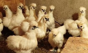 ломан браун куры: Продаю | Куры, Петух — 1